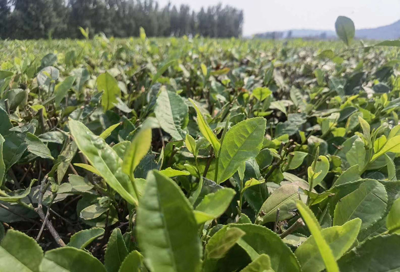 茶綠消苦夏  藿香暖人心